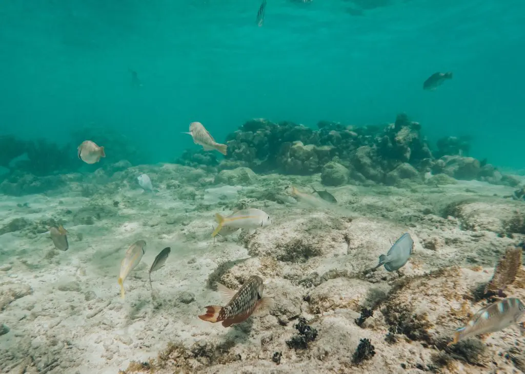 Tulum snorkeling