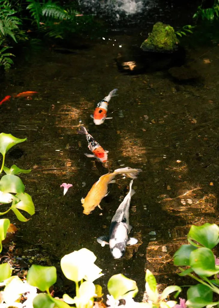 Koi fish swimming in a pond at Byodo In Temple in Oahu, Hawaii.
