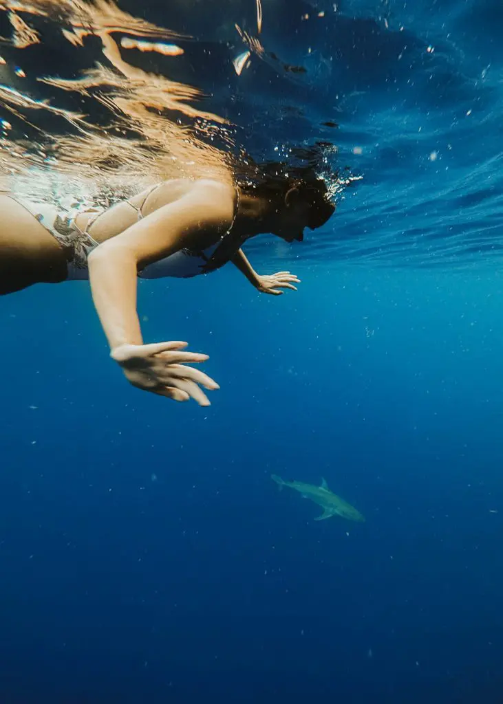 Woman snorkels with shark in Oahu