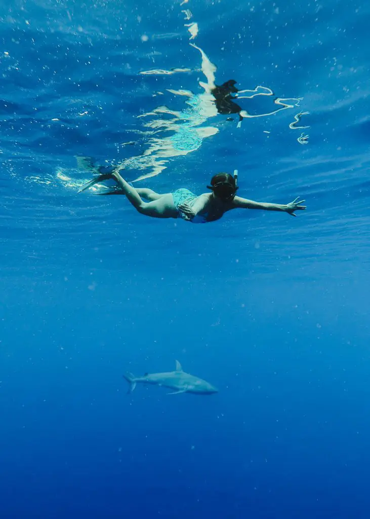 Snorkeling with sharks on Oahu