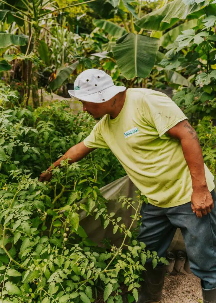 Hamanasi Adventure and Dive Resort Sustainability Garden