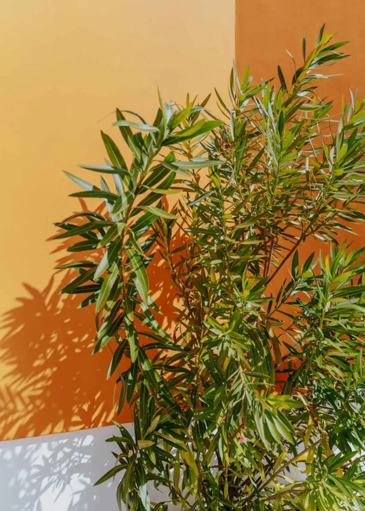 Green foliage against an orange wall.