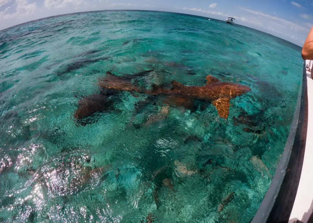 Sharks near boat at Shark Ray Alley Belize