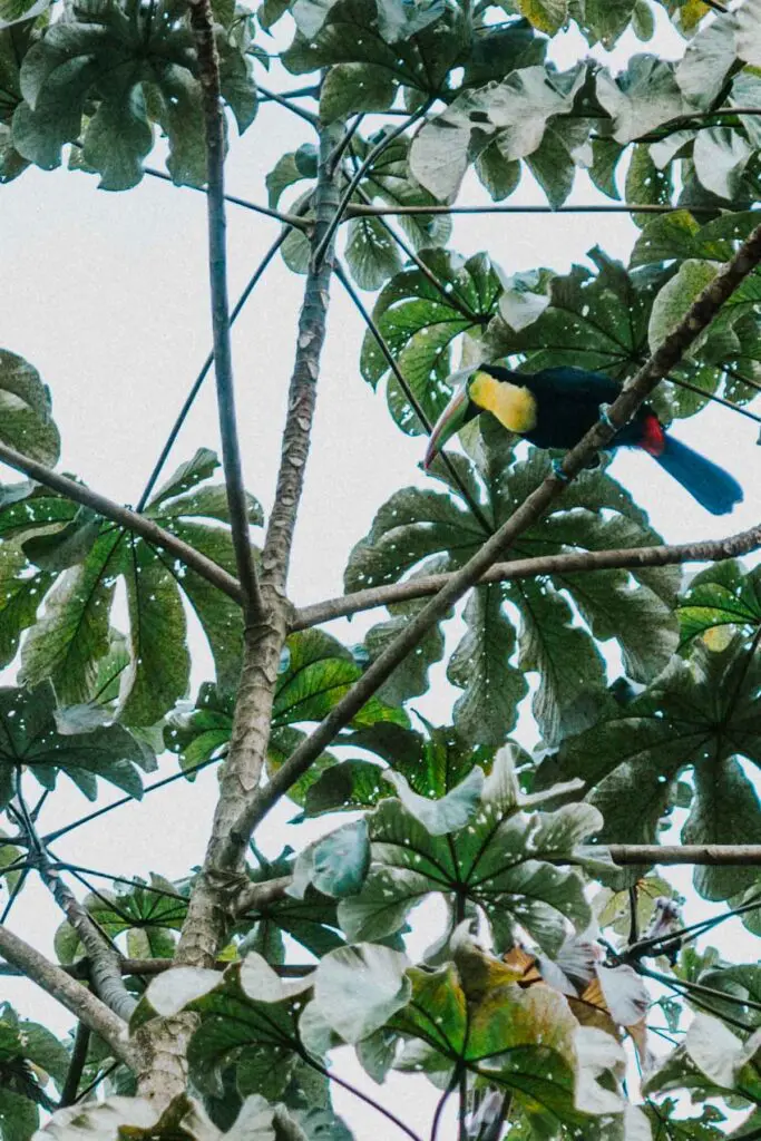 toucan in tree in san ignacio belize