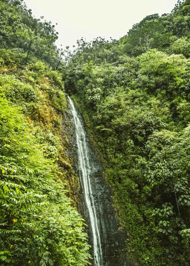 Manoa Falls, a short Oahu hike near Honolulu