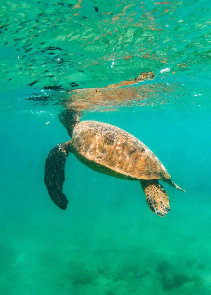 Hawaiian sea turtle surfacing at Anini Beach, a Kauai hidden gem