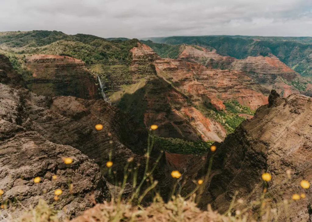 A view of Kauai's expansive Waimea Canyon with yellow flowers in the foreground and a waterfall in the canyon