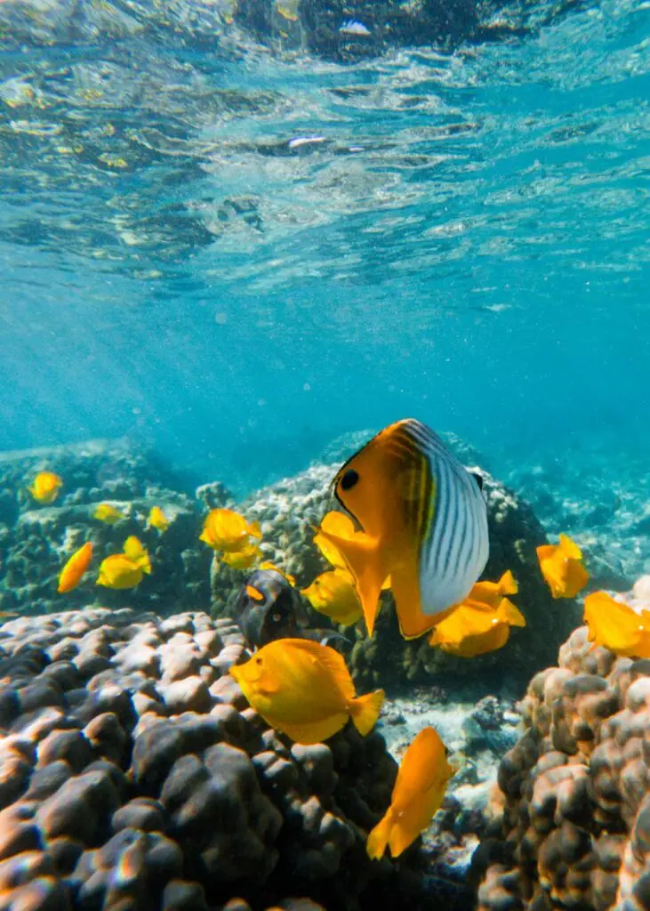 A vibrant underwater scene off the coast of the Big Island features yellow fish swimming around coral reefs in clear blue water, with sunlight illuminating the ocean floor.