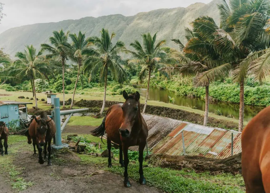 Wild horsses of Waipio Valley, Hawaii island