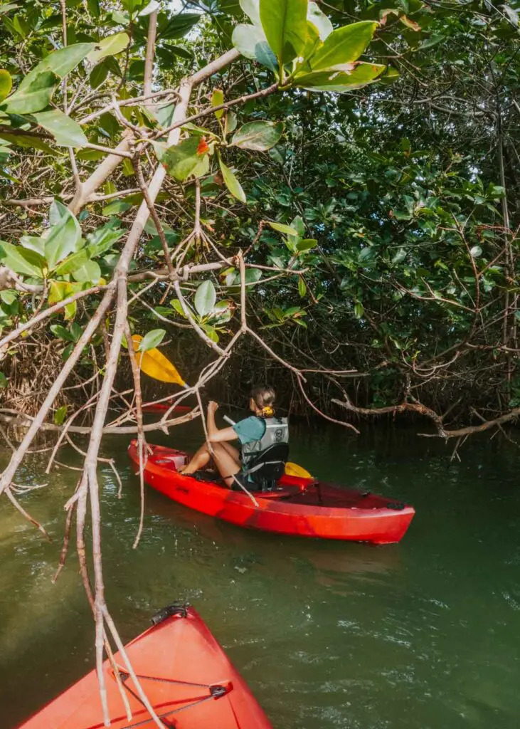 A person paddles a kayak through the mangroves of Cancun's lagoon. This is one of the best Cancun adventures to add to your 3 day Cancun itinerary!
