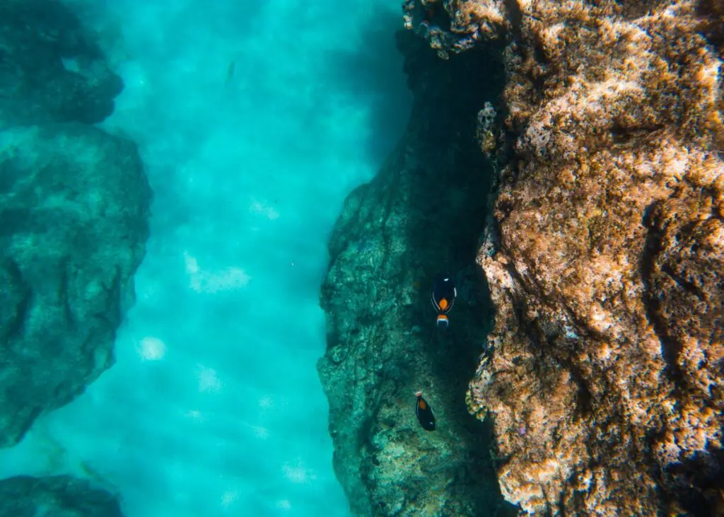 Underwater scene featuring vibrant blue water and rocky coral formations just off the famous surf spots of Oahu. Two small fish with orange and black patterns swim near a coral wall on the right side of the image, while sunlight filters through, casting patterns on the sandy sea floor near Haleiwa.