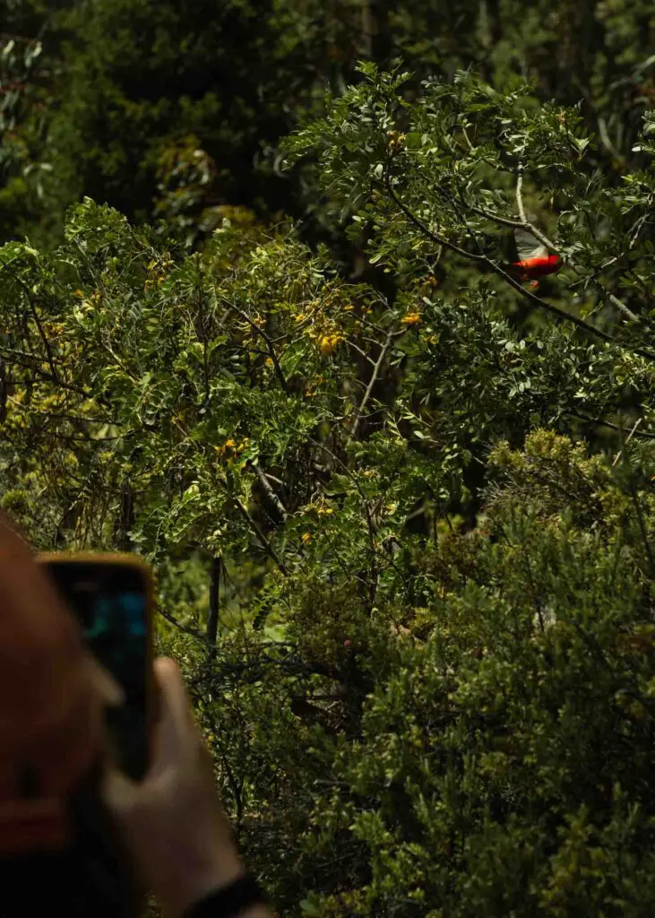 Birdwatching at Maui's Haleakala Park