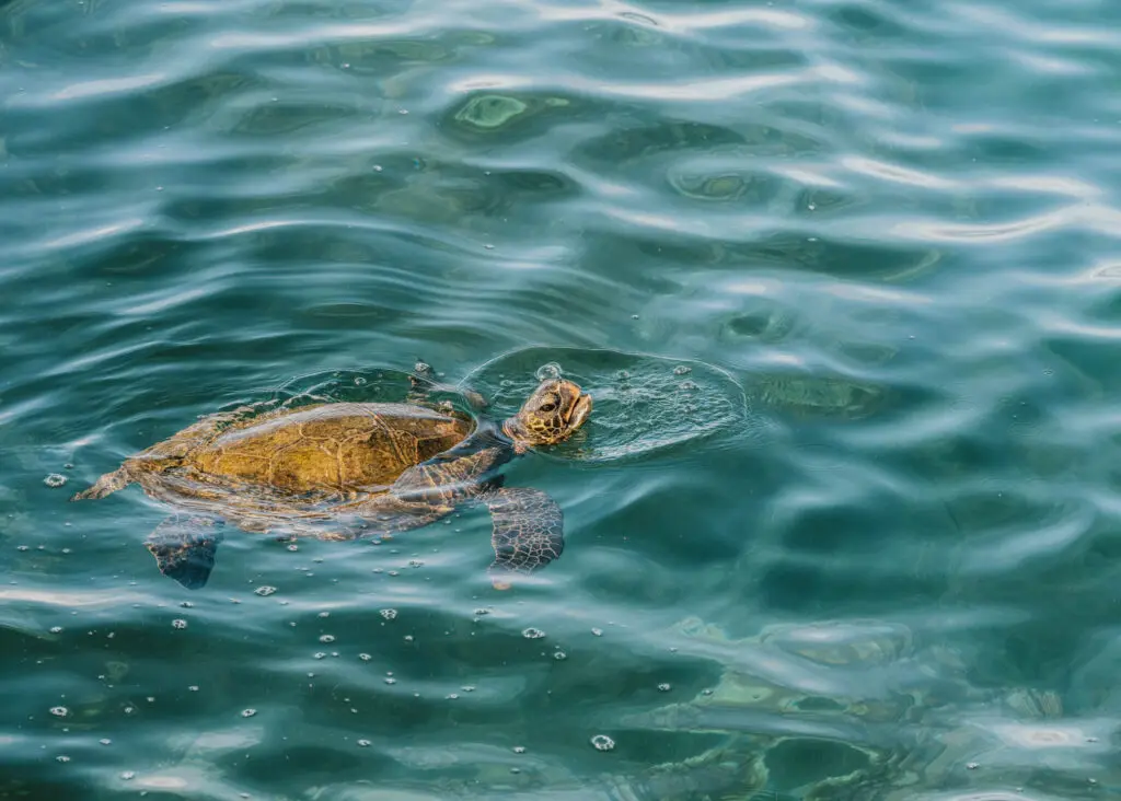 Sea turtle in Kihei, Maui