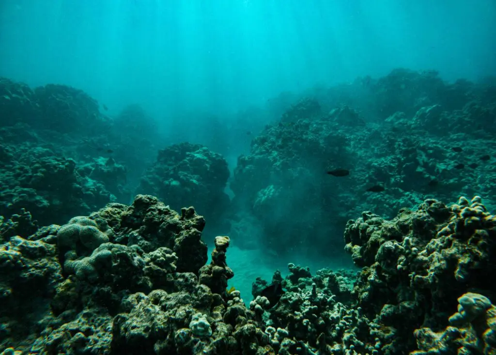 Coral and fish swimming by at Ahihi Kinau Natural Reserve in Kihei, Maui