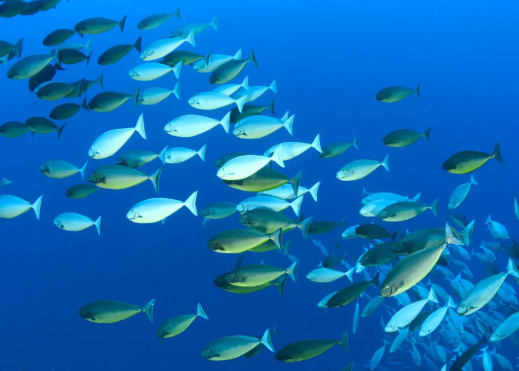School of fish captured underwater while snorkeling at Molokini Crater in Hawaii, one of the best things to do in Kihei