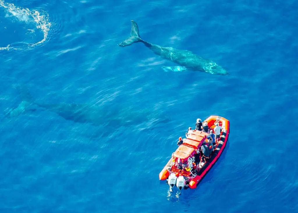 Two humpback whales swim by a whale watching raft in Kihei Maui