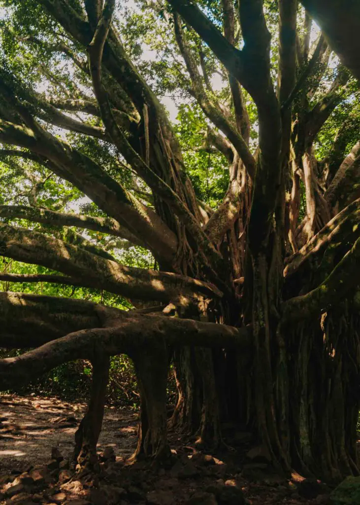 Giant banyan tree on the Pipiwai Trail on Maui