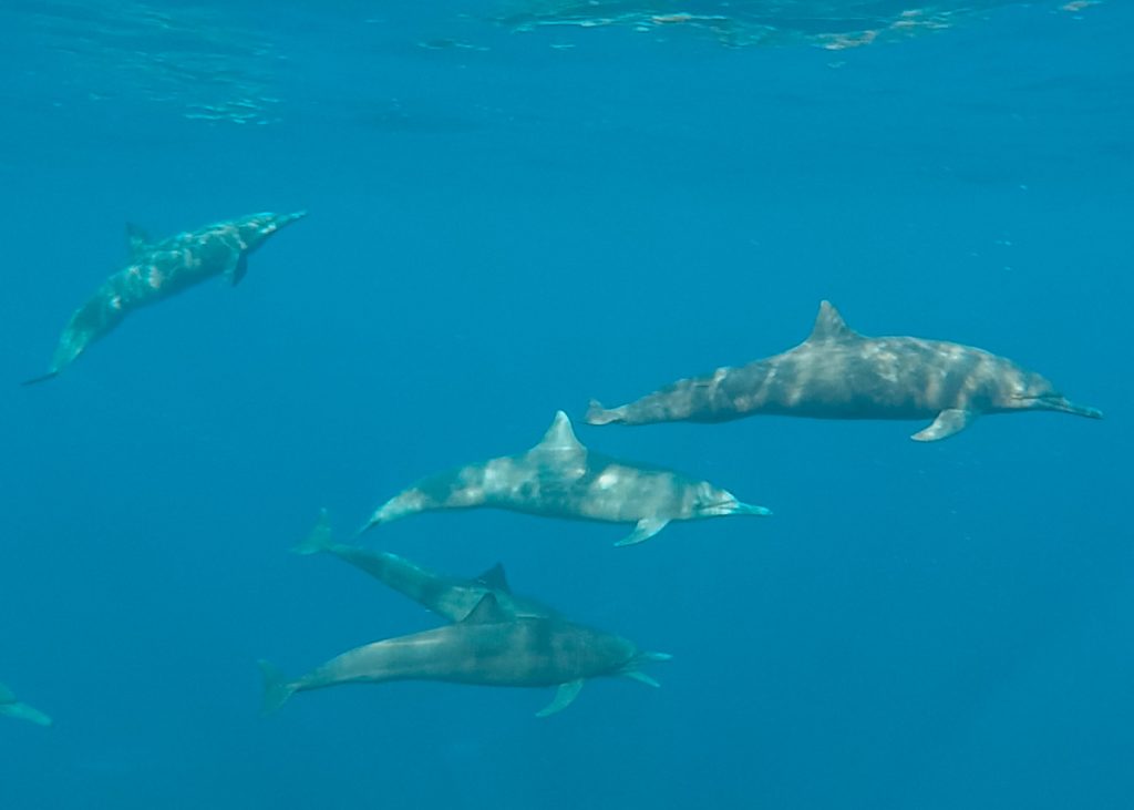 Swimming with dolphins, one of my favorite things to do in Puerto Escondido, Oaxaca